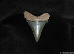 Sharp, Glossy, Serrated Angaustidens Tooth #157-1